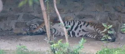 Nepal's Central Zoo shut indefinitely after bird flu hits 12+ animals
