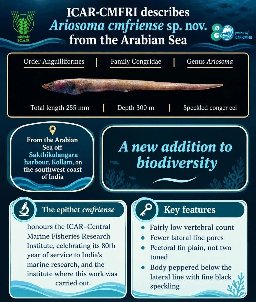 New conger eel species from Arabian Sea named after CMFRI