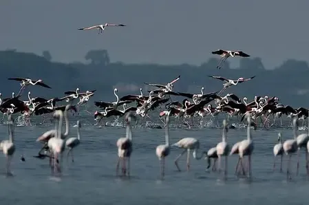 Will a New Eco-Tourism Bird-Watching Site Transform TN's Pulicat?