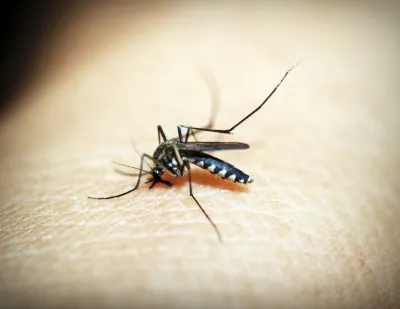 New monoclonal antibody shows promise against malaria infection in early clinical trial