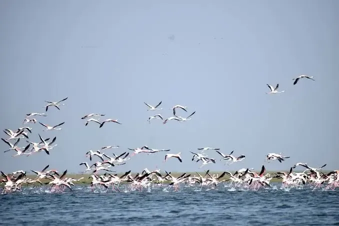 Which New Spots are Emerging as Roosting and Breeding Grounds for Migratory Birds in Chennai?