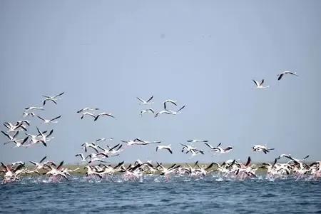 Which New Spots are Emerging as Roosting and Breeding Grounds for Migratory Birds in Chennai?