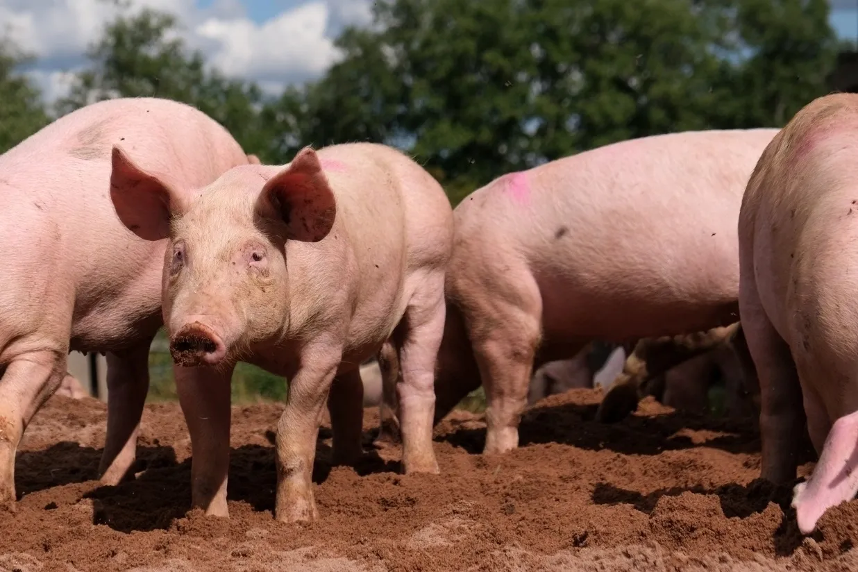 What is the latest on the swine fever outbreak at a Latvian farm?