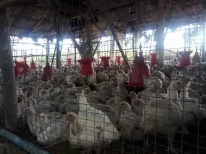 New York City Poultry Markets Temporarily Closed to Control Bird Flu Outbreak
