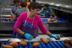 Increased Meat Export Prices Enhance New Zealand's Global Purchasing Power