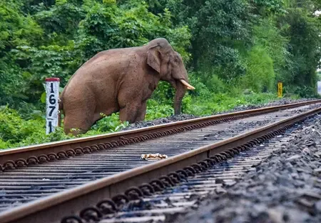 How are NFR’s tech-driven initiatives saving elephants and enhancing train safety?