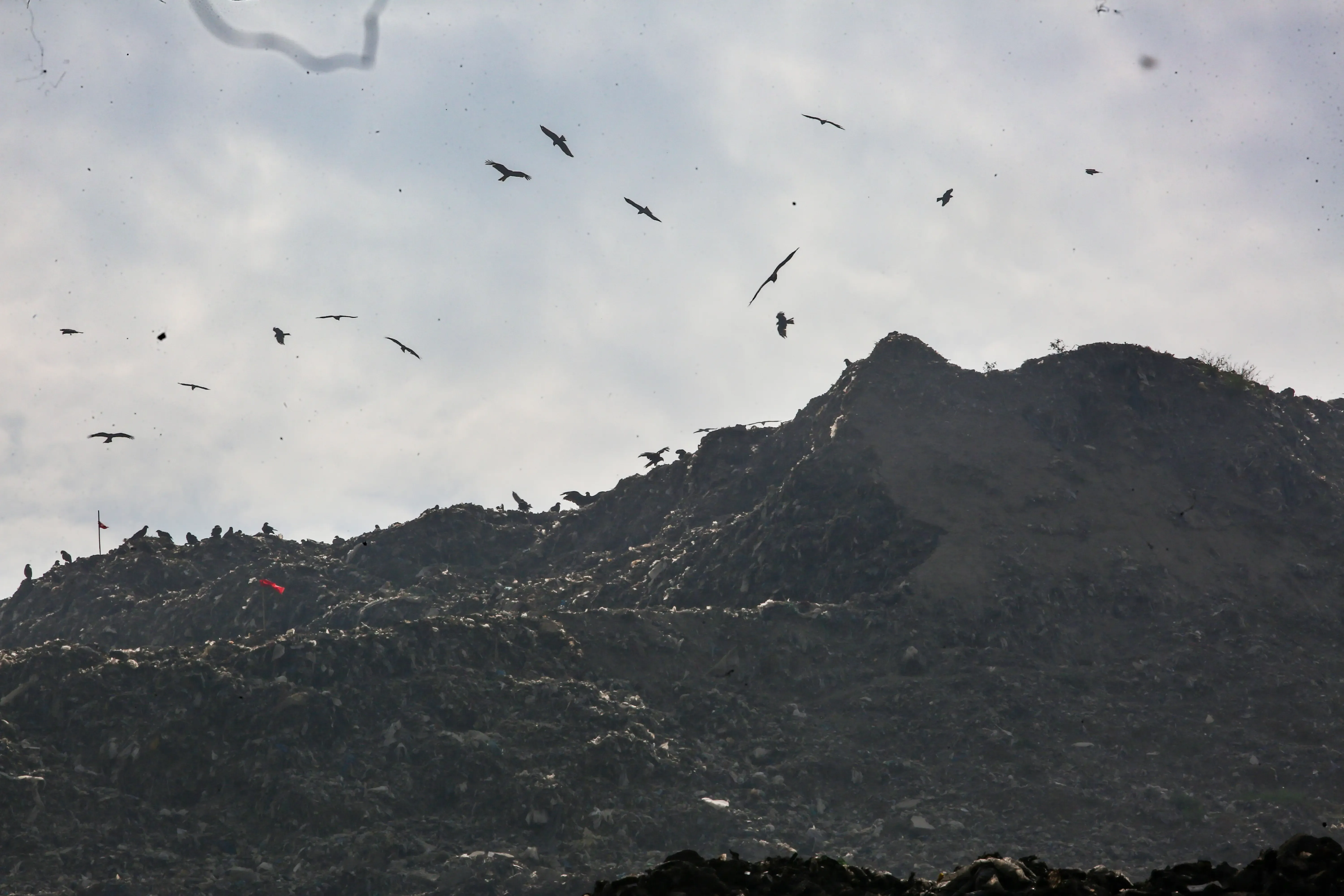 NGT Orders MCD to Create Timely Plan for Ghazipur Landfill Management