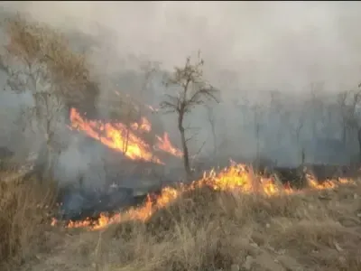 What Actions is NGT Taking Over Rising Forest Fires?