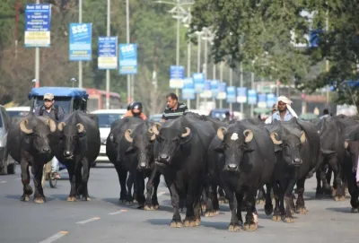 NHAI launches pilot for real-time safety alerts over stray cattle on highways