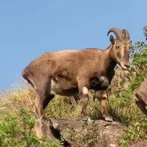 Postponed Nilgiri Tahr Census Set for Late April After TN Elections