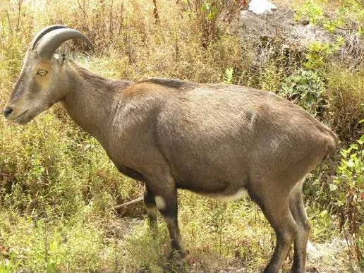 Nilgiri Tahr population hits 1,364 in Tamil Nadu, up 32% since 2024