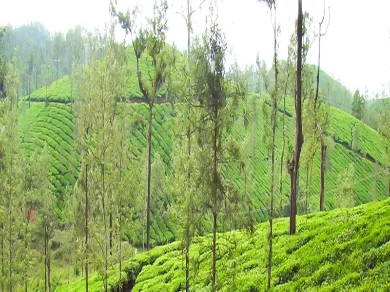 Is the Nilgiris Forest Department Cracking Down on Tourism in Private Tea Estates?