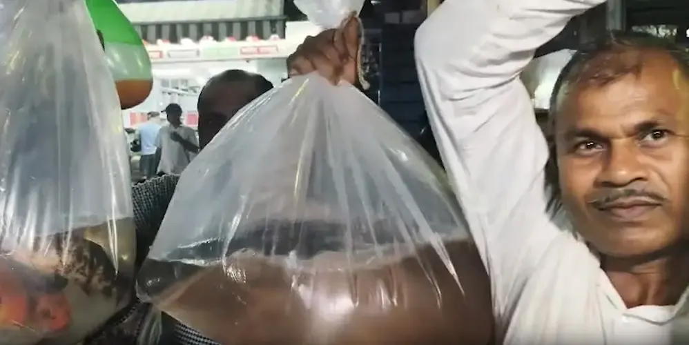 Has the Nishad Community's Fish Offering Secured PM Modi's Election Victory in Bihar?