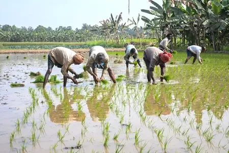 Are There Any Compromises on Agriculture or Dairy in the US Deal? Farmers Are Fully Protected, Says Shivraj Chouhan
