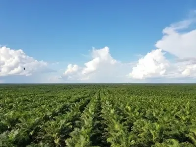 Is the ‘No Palm Oil’ Label Just a Marketing Trick?