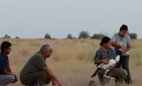 Great Indian Bustards released in Rajasthan: Yadav hails decade-long scientific effort