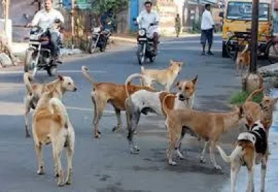 क्या नोएडा में स्ट्रीट डॉग्स के लिए शेल्टर निर्माण की प्रक्रिया शुरू हो गई है?