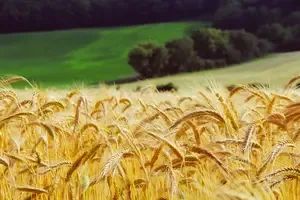 Himachal to Source and Sell Naturally Grown Wheat
