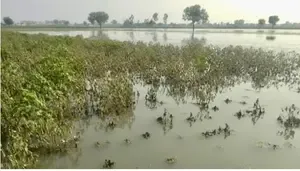 Odisha Government Classifies Unseasonal Rain as Natural Disaster