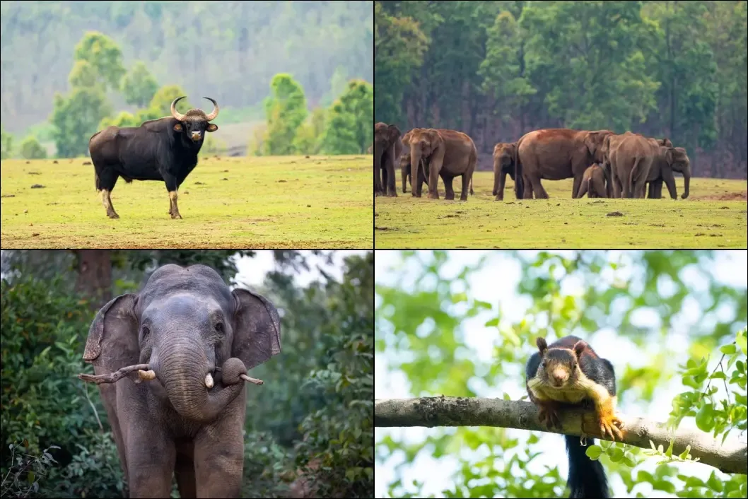 Similipal in Odisha Receives National Park Status
