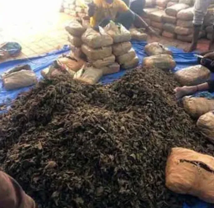 Odisha cracks down on illegal ganja cultivation across 6 hotspot districts