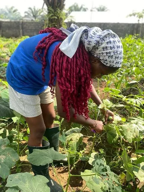 Salem okra farmers face ruin as prices crash to ₹5/kg in Sangagiri