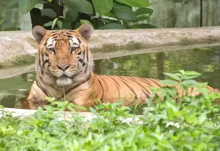 How Did TN's Mudumalai Tiger Reserve Achieve a 28% Rise in Feline Population on International Tiger Day?