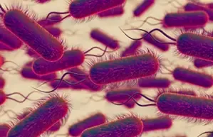 What Caused the Recent Death and Hospitalizations from Legionnaires' Disease in Inner-Sydney?