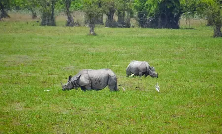 How is Operation Falcon Shaping the Anti-Poaching Efforts in Assam?