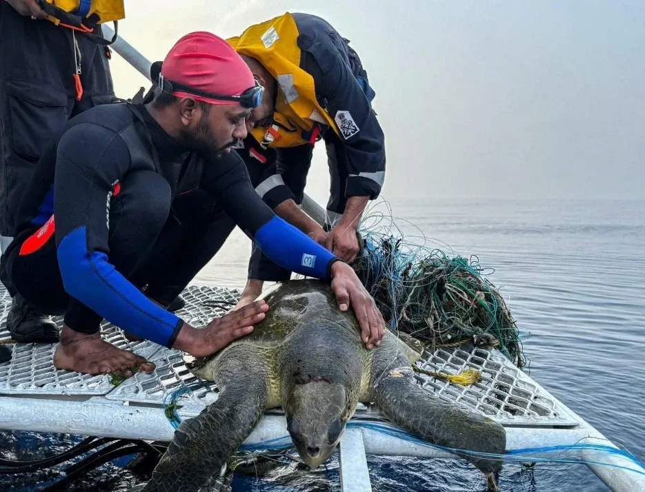 How Did Operation Olivia Save 6.98 Lakh Ridley Turtles?