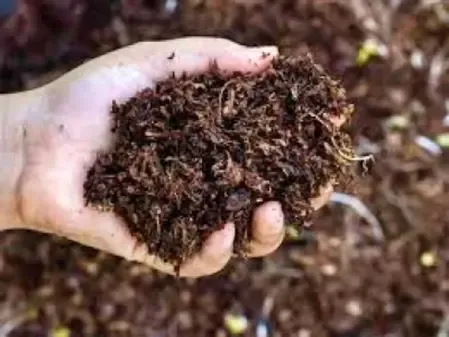 Why Are Opposition Parties Criticizing the Odisha Government Over the Fertilizer Crisis?