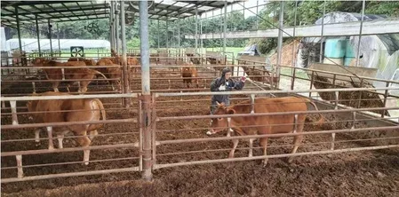 Mongolia culls 1,230 livestock as FMD's SAT-1 strain hits western provinces