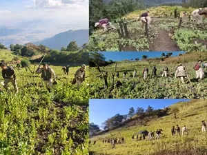 Over 19,135 acres of poppy cultivation destroyed in seven years: Manipur govt report   