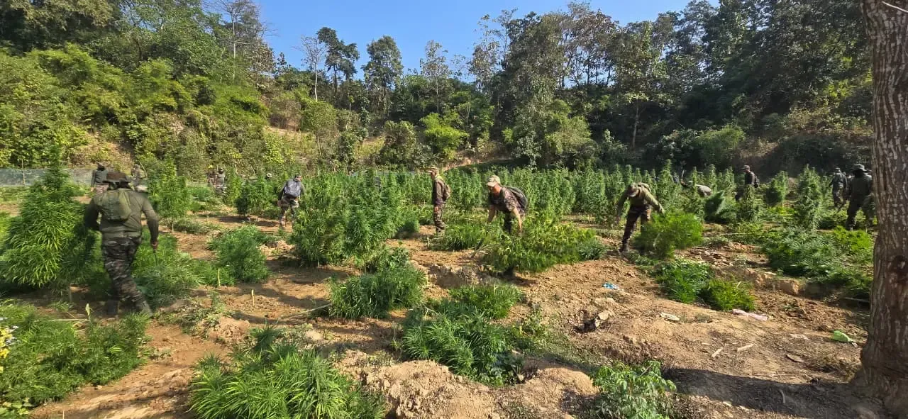 How Did Over 1.45 Lakh Ganja Plants Worth Rs 14.5 Crore Get Destroyed in Tripura?