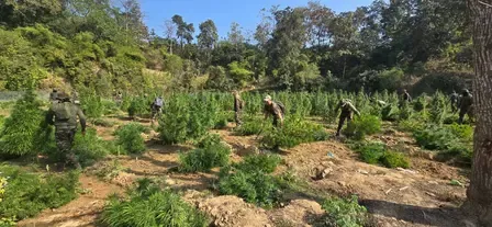 How Did Over 1.45 Lakh Ganja Plants Worth Rs 14.5 Crore Get Destroyed in Tripura?