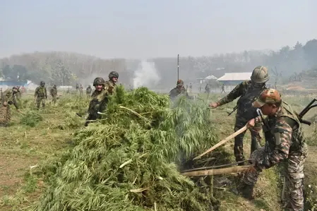 What Led to the Destruction of Over 1.8 Lakh Marijuana Plants Worth Rs 27 Crore in Tripura?