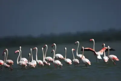Kaziranga National Park Records Over 105,000 Migratory Water Birds