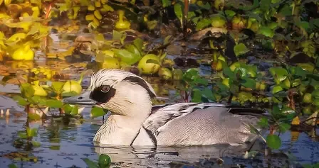 Kaziranga's Remarkable Count: Over 105,000 Migratory Water Birds Recorded