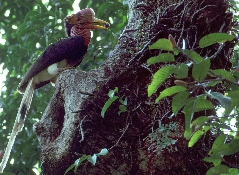 Could Over 500 Bird Species Face Extinction in the Next Century?