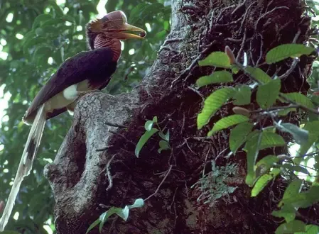Could Over 500 Bird Species Face Extinction in the Next Century?