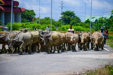 Kisan Credit Card scheme: Dairy farmers cross 50 lakh mark, milk output hits 247.87 mn tonnes