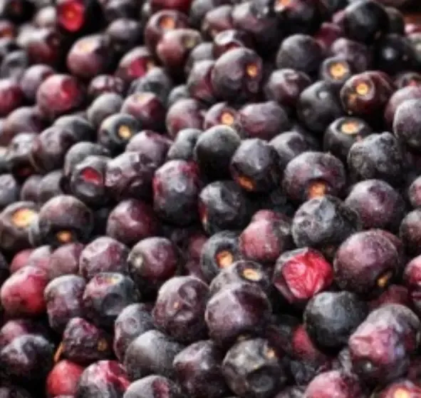 फालसा: गर्मियों में पाचन और दिल की सेहत के लिए बेहतरीन फल