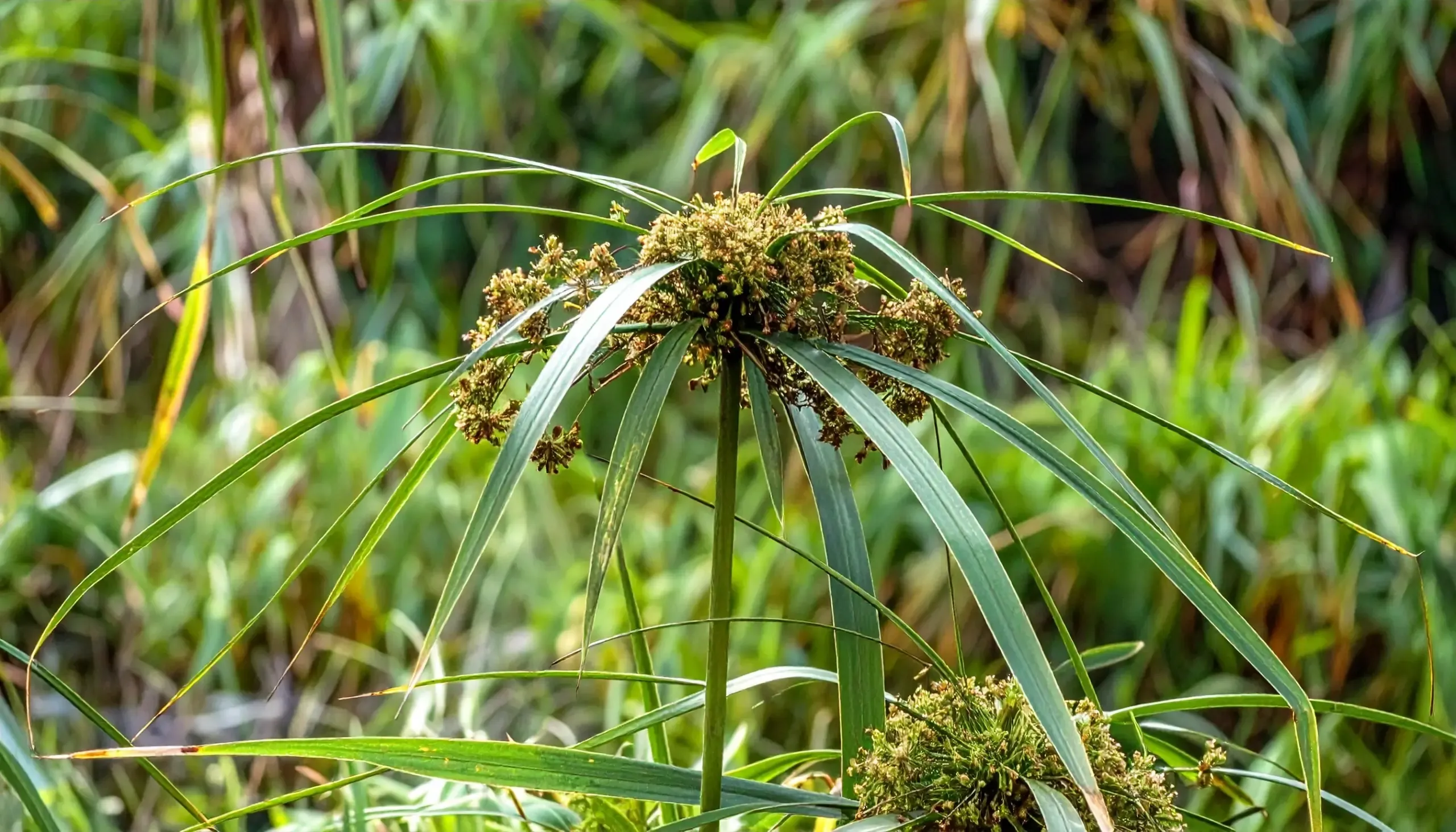 क्या नागरमोथा पाचन से लेकर महिलाओं के स्वास्थ्य तक आपकी सेहत का ख्याल रखता है?