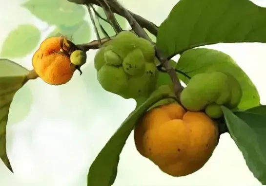 बड़हर: गर्मी में पाचन, त्वचा और बालों के लिए प्रकृति का संपूर्ण समाधान