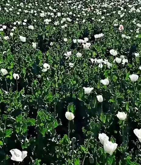Balochistan Becomes a New Poppy Cultivation Hotspot: Local Concerns Rise