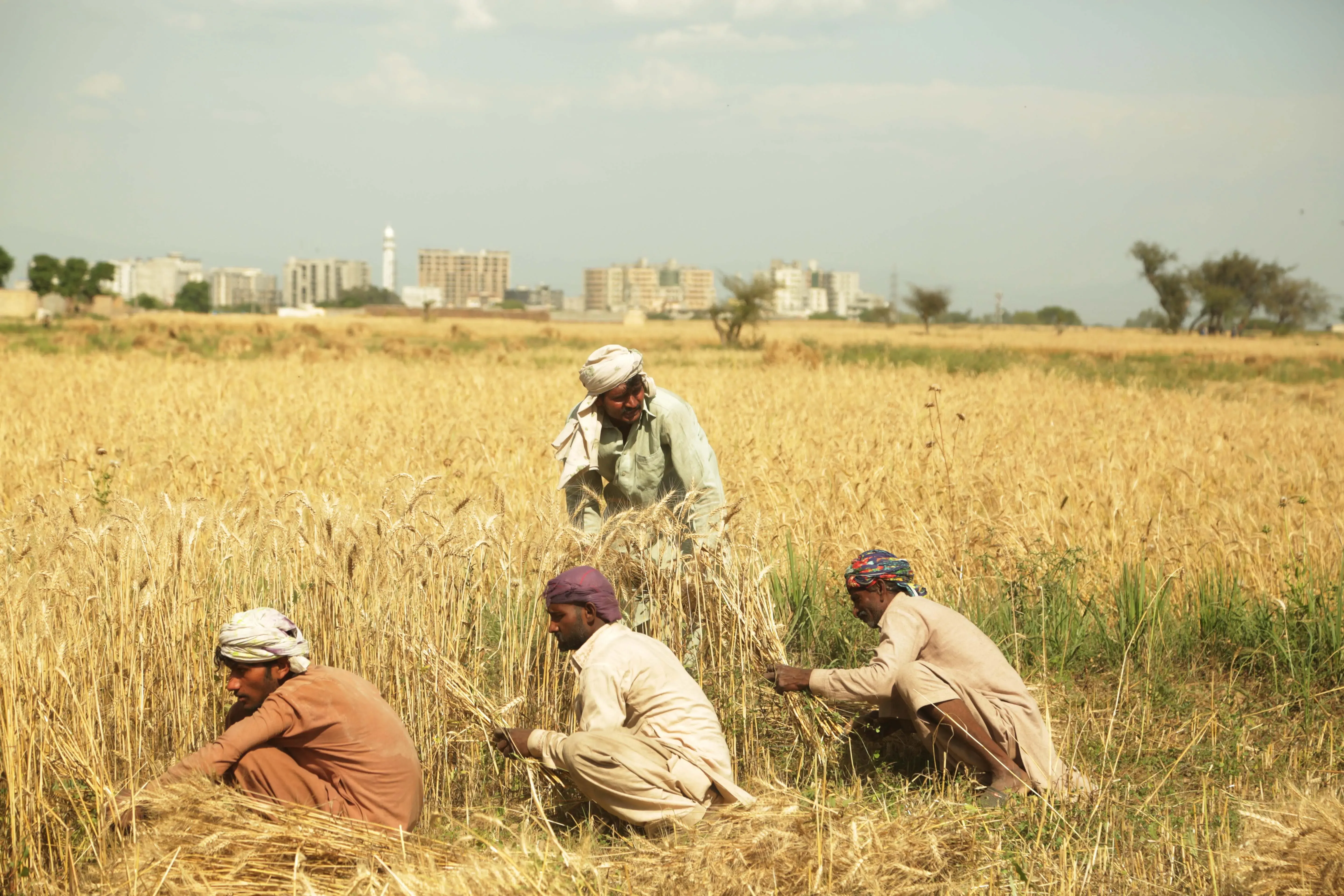 Nationwide Protests Erupt in Pakistan for Wheat Pricing and Against Corporate Farming