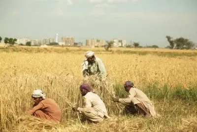 Nationwide Protests Erupt in Pakistan for Wheat Pricing and Against Corporate Farming