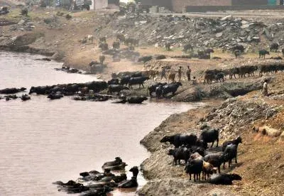 Pakistan river crisis deepens as governance failures poison Ravi, Indus systems