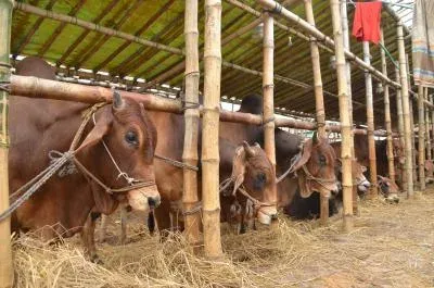 Pakistan nutrition crisis deepens as dairy sector gaps fuel stunting
