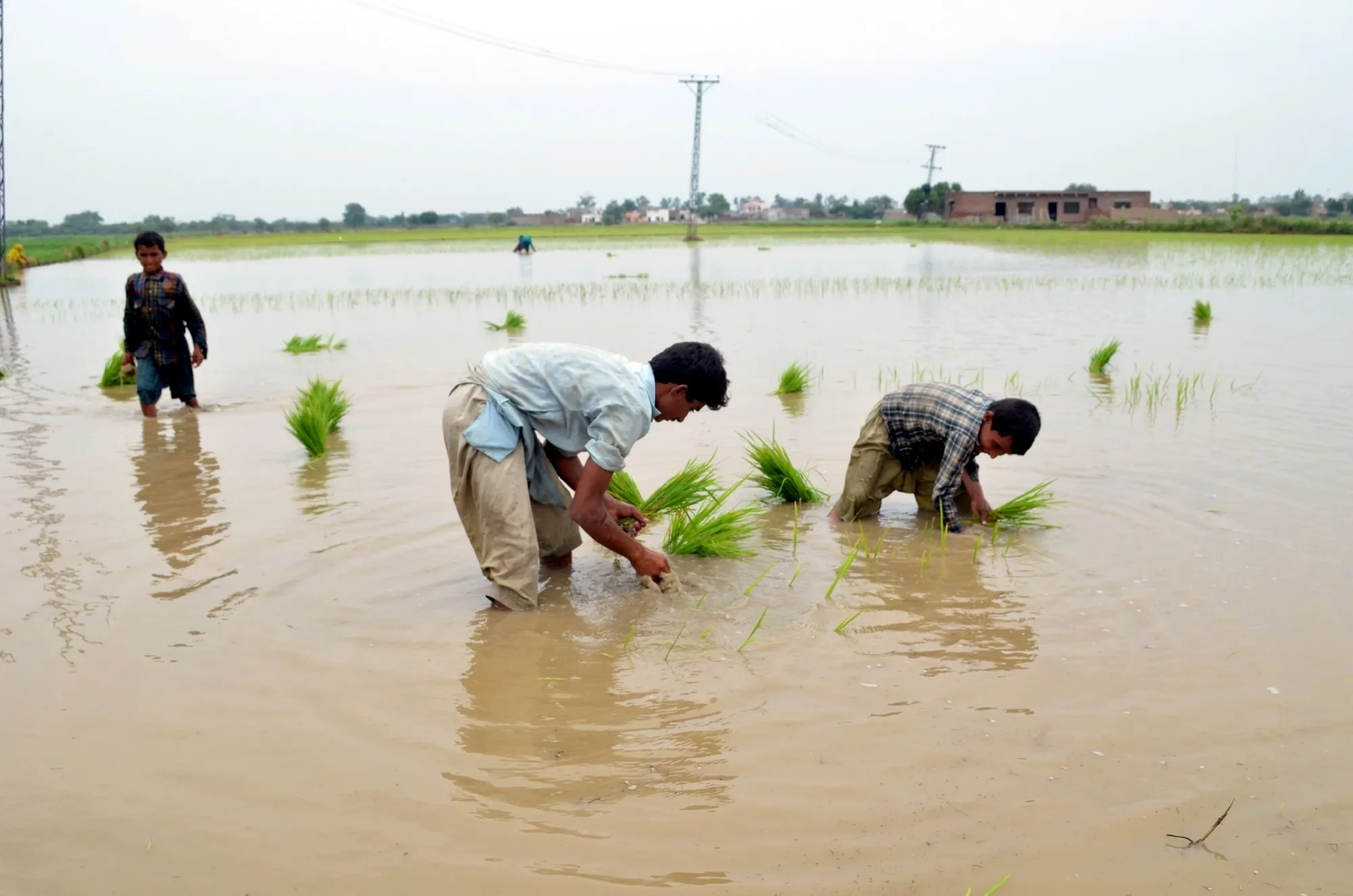 Pakistan's Rice Export Crisis: A 35%25 Plummet in February